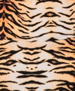 Γυναικείο Μαγιό Slip Χωρίς Ραφές Tiger Γυναικείο Μαγιό Slip Χωρίς Ραφές Tiger